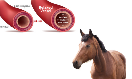 Boosting Equine Health: The Vital Role of Nitric Oxide Pathways in Horses